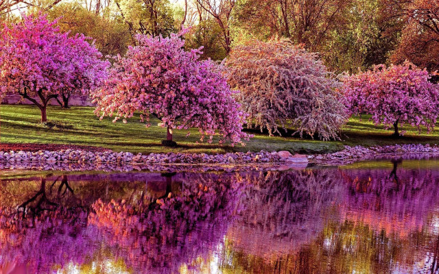 Lake trees flowers boat reflection free wallpaper - medium preview image