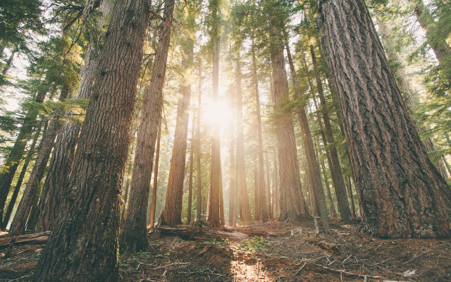Tall trees sunlight forest ground free wallpaper - medium preview image