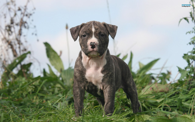 Dog standing field grass sky free wallpaper - medium preview image