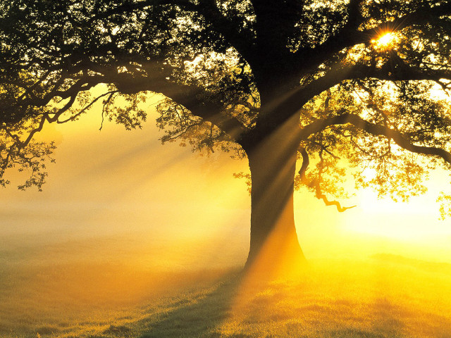 Tree sunshine leaves branches background free wallpaper - medium preview image