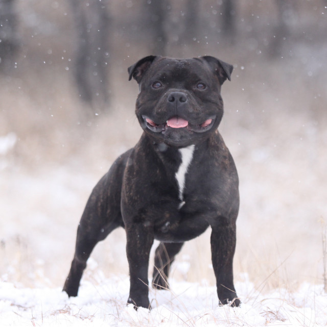 Black dog snow tongue trees free wallpaper - medium preview image