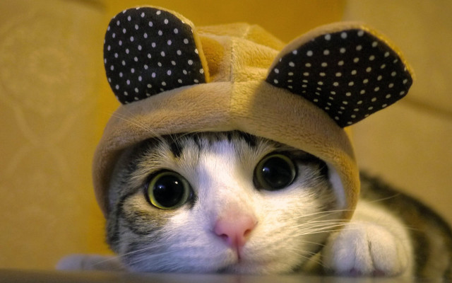 Cat mouse hat table mouse free wallpaper - medium preview image