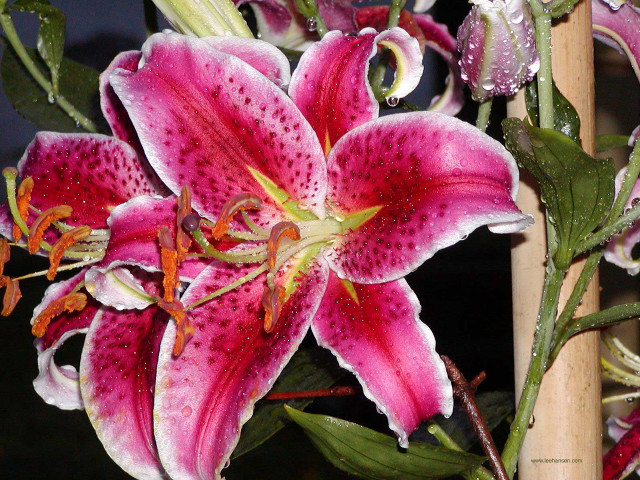 Flower water droplets macro plant free wallpaper - medium preview image