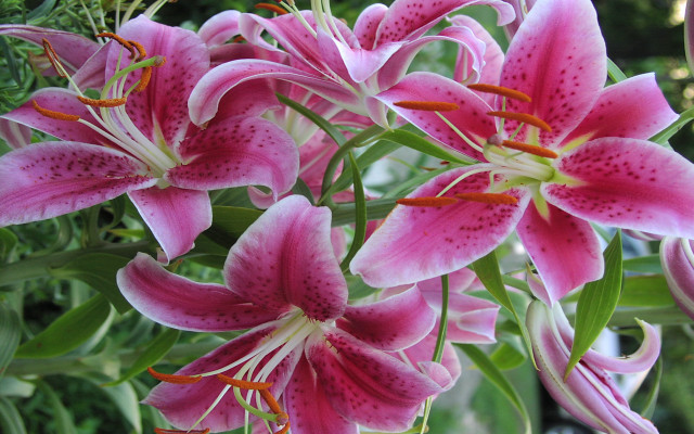 Pink flowers green leaves tree free wallpaper - medium preview image