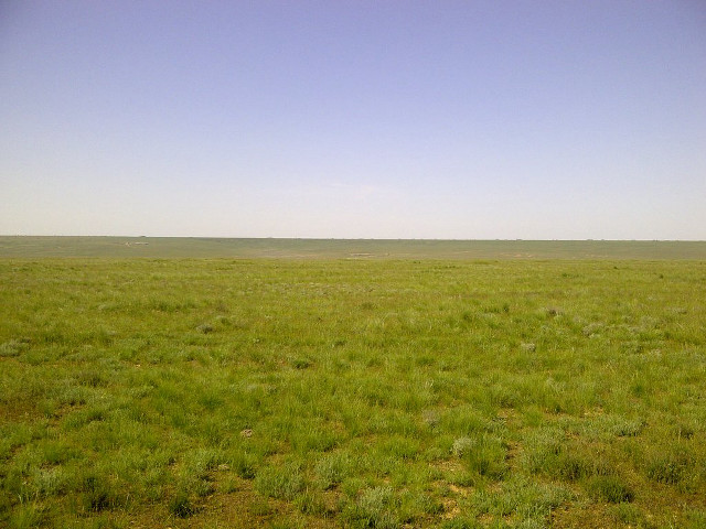 Lone horse open field blue free wallpaper - medium preview image