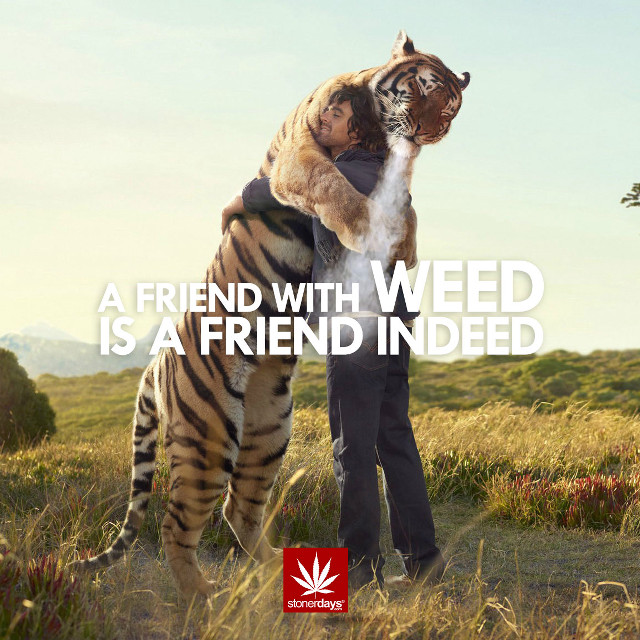 Man hugging tiger field quote free wallpaper - medium preview image