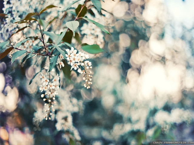 Close up tree white flowers free wallpaper - medium preview image