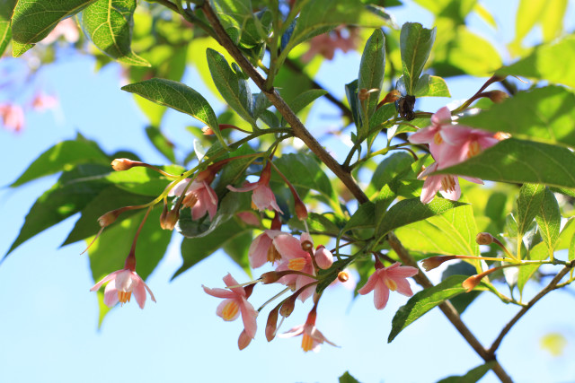 Pink flowers green leaves blue #6 free wallpaper for desktop - medium preview image