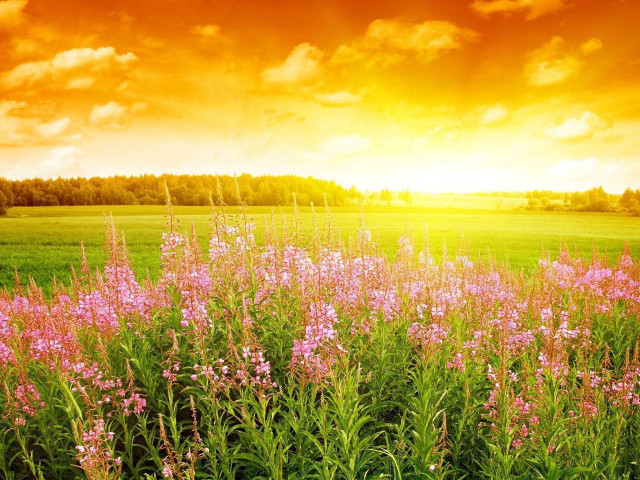 Field flowers sunset clouds red free wallpaper - medium preview image