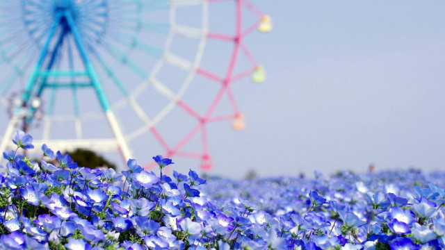 Ferris wheel blue flowers background #2 free wallpaper - medium preview image