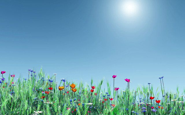 Field of flowers bright blue free wallpaper - medium preview image