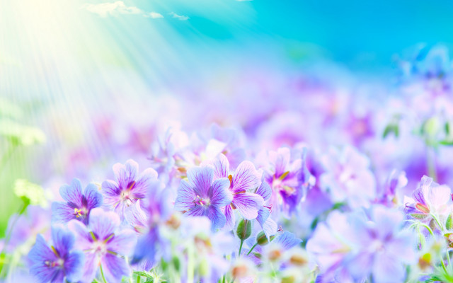 Purple field sunshine blue sky free wallpaper - medium preview image