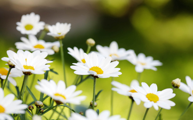White flowers yellow centers field #4 free wallpaper - medium preview image