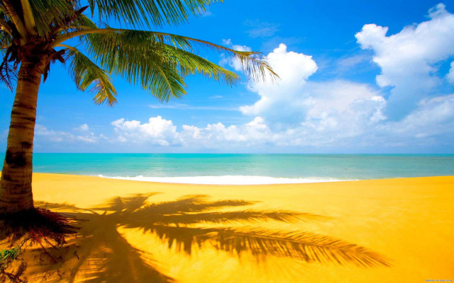 Palm tree shadow beach blue #12 free wallpaper - medium preview image