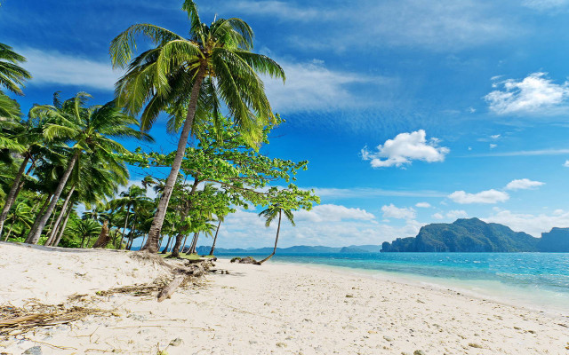 Beach palm trees mountain blue free wallpaper - medium preview image