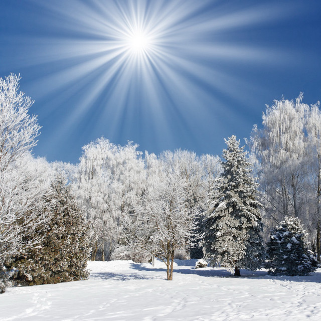 Sunny winter day snow covered free wallpaper - medium preview image
