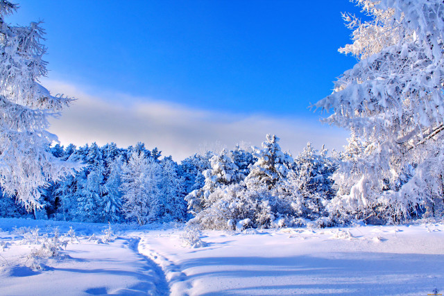 Snowy landscape trees trail blue free wallpaper - medium preview image