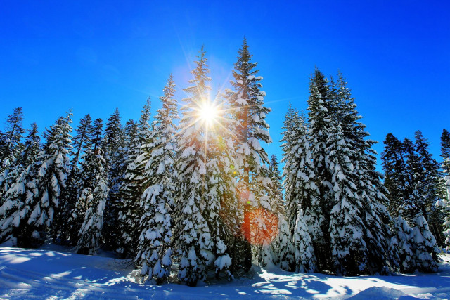 Sunshine trees snow forest sunny free wallpaper - medium preview image