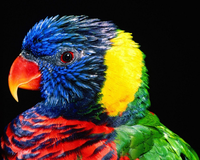 Colorful bird serious black background free wallpaper - medium preview image