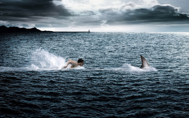 Man swimming ocean shark boat free wallpaper - medium preview image