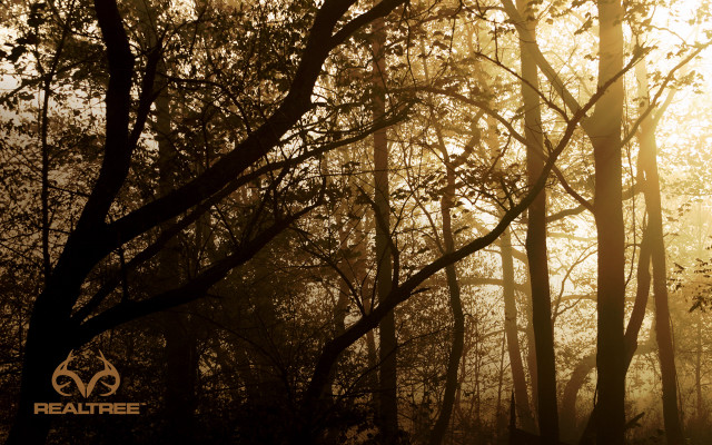 Forest sunlight trees leaves branches free wallpaper - medium preview image