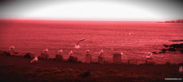 Flock birds flying water beach free wallpaper - medium preview image