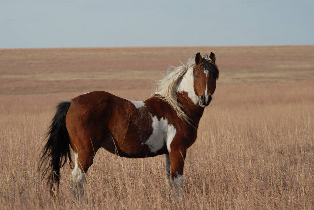 Horse field grass sky brown free wallpaper - medium preview image