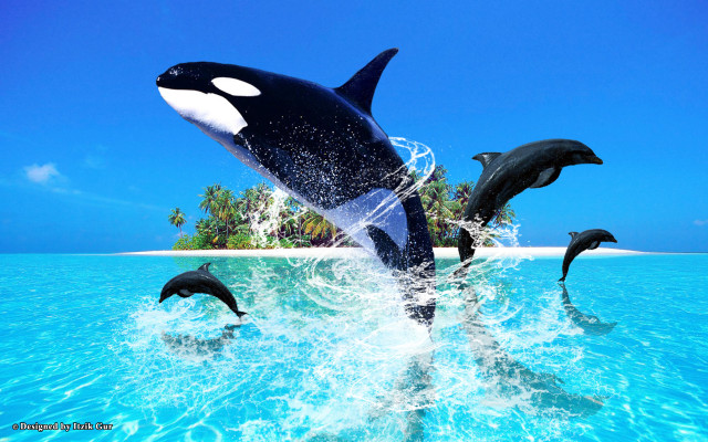 Dolphins jumping beach palm trees free wallpaper - medium preview image