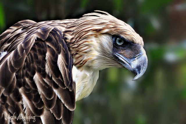 Large winged bird long beak free wallpaper - medium preview image