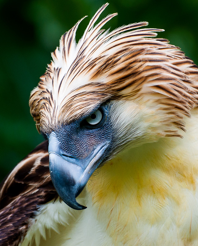 Bird of prey closeup angry free wallpaper - medium preview image