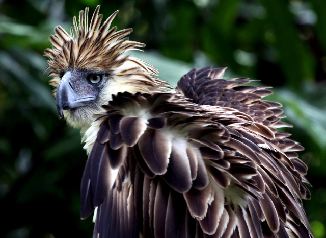Bird large very large image free wallpaper - medium preview image