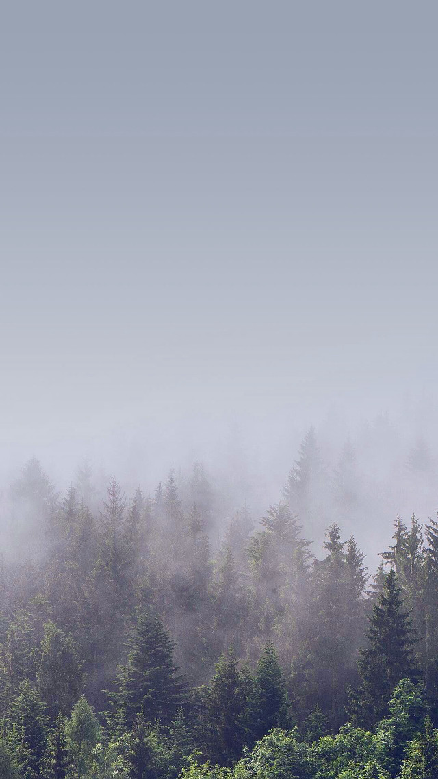 Foggy forest trees plane blue free wallpaper - medium preview image