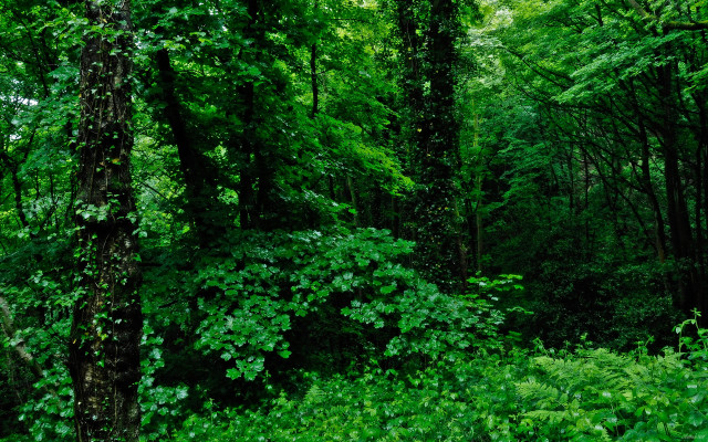 Lush forest road stop sign free wallpaper - medium preview image