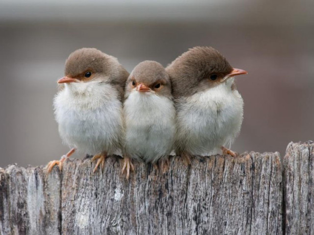 Three little birds sitting on #3 free wallpaper - medium preview image