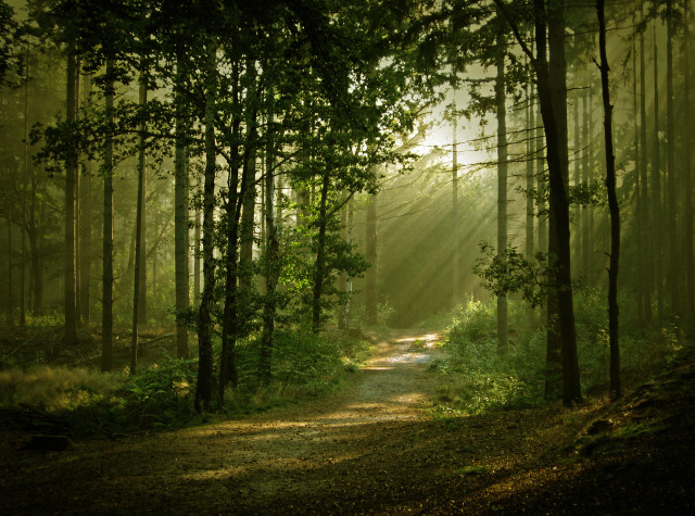 Sunlit wooded path trees nature free wallpaper - medium preview image