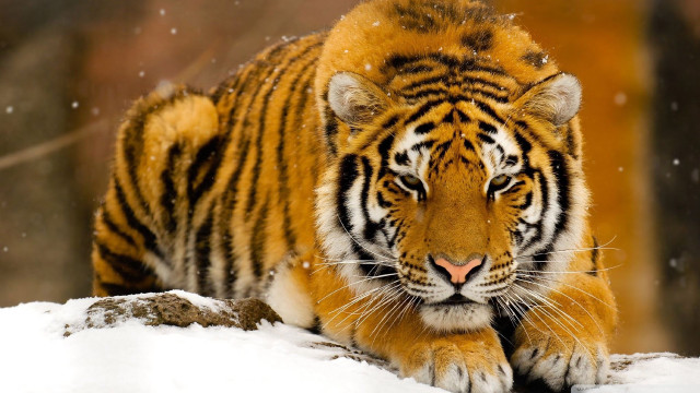 Tiger walking snow forest trees #3 free wallpaper - medium preview image