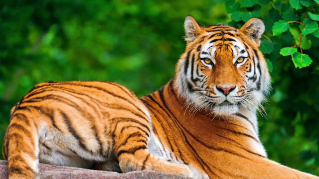 Tiger laying rock tree bushes free wallpaper - medium preview image