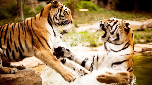 Tigers playing water enclosure zoo free wallpaper - medium preview image