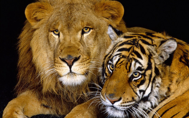Two tigers black background white free wallpaper - medium preview image
