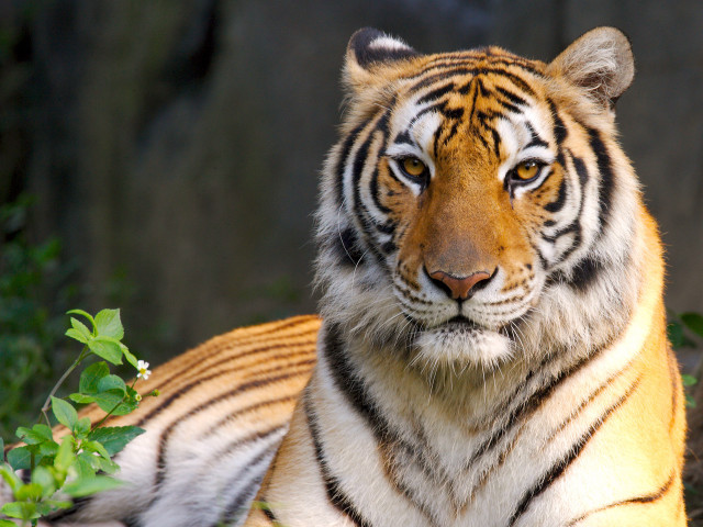 Tiger laying grass rock background free wallpaper - medium preview image