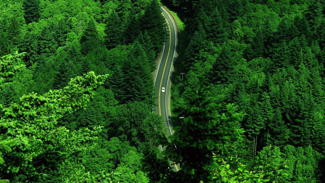 Lush forest road car dappled free wallpaper - medium preview image