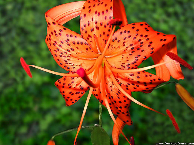 Close up flower green background #3 free wallpaper - medium preview image