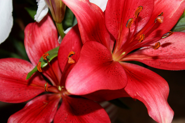 Red flowers water droplets green #3 free wallpaper - medium preview image