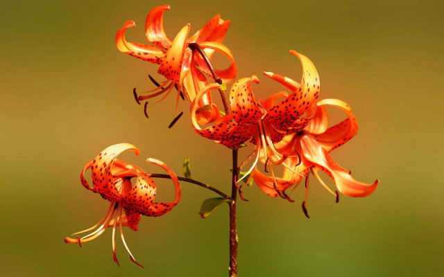 Flower burner gradient orange green free wallpaper - medium preview image