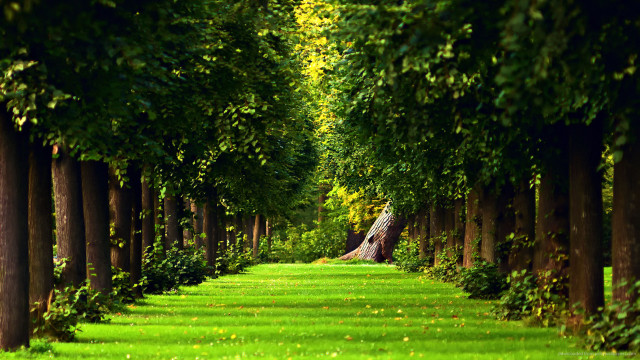 Long path trees grass large free wallpaper - medium preview image