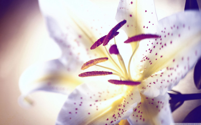 White flower red spots yellow free wallpaper - medium preview image