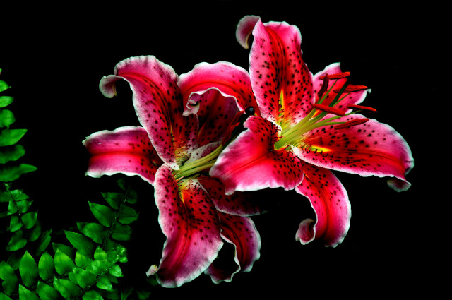 Red flower berry leaf food free wallpaper - medium preview image