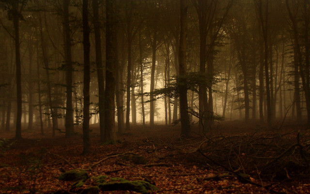 Forest trees leaves fog branches free wallpaper - medium preview image