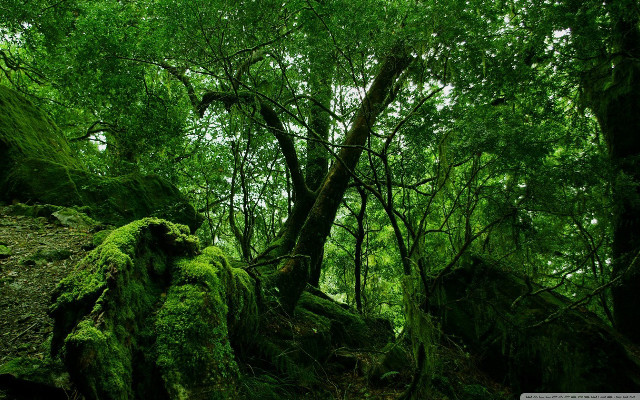 Lush green forest trees mossy free wallpaper - medium preview image