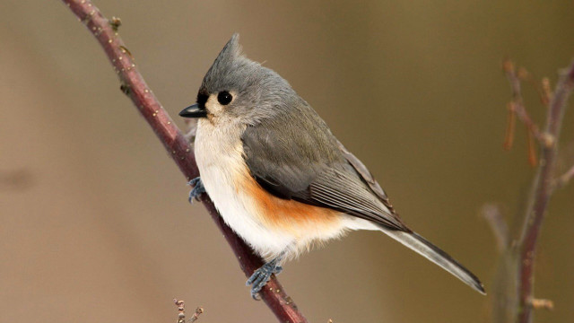 Bird sitting branch blurry background #2 free wallpaper - medium preview image